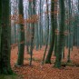 herbstlicher Buchenwald bei Offenblende