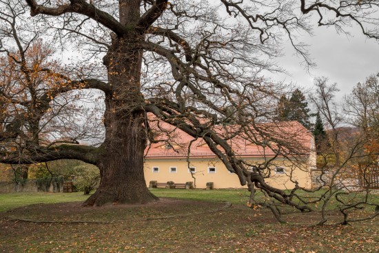 Alte Eiche am Schloss Graupa