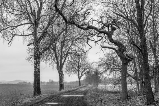 Wald Feld Weg am Kreuz