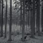 Wald mit Hund (Borderliner ...)