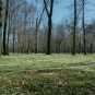 Buschwindröschenrabatten Im Park Zabeltitz