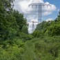 Dschungel mit Elektromast in der Zone