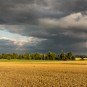 hurricanisierte baumgruppe