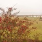 rote Früchte mangels Farbe