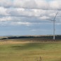 Kühe am Windrad