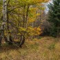 Wald in Vorbereitung des November