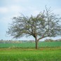 perfekter Obstbaum