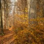 Waldweg im Herbst bei Offenblende
