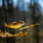 Blatt im Wind bei Offenblende