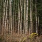 Versuch, eine Birkengruppe zu fotografieren