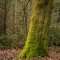 Buche mit etwas Freiraum