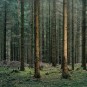 Dunkler Wald mit LED beleuchtet