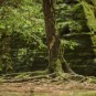 Baum an verlassener Naturbühne