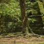 Baum an verlassener Naturbühne