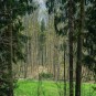 sibirischer Blick