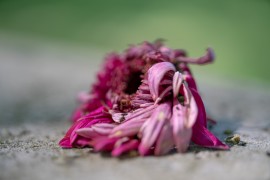 abgefallene Friedhofsblume in Oelsen