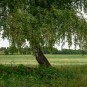 Offenblendpanoramabirke