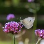 Schmetterling