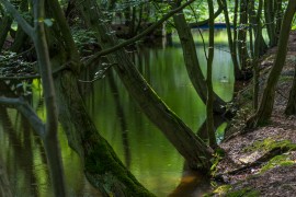 im dunklen Wald