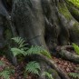 Buchenelefant im Schatten nach dem Gewitter