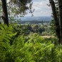 Blick aus dem Bonnewitzer Urwald ins Land