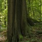 Buchendenkmal unfotografierbar grün