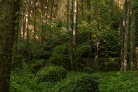 hinterm Garten im Steinbruch. Dieses Foto lies mich 5 Zecken einsammeln.