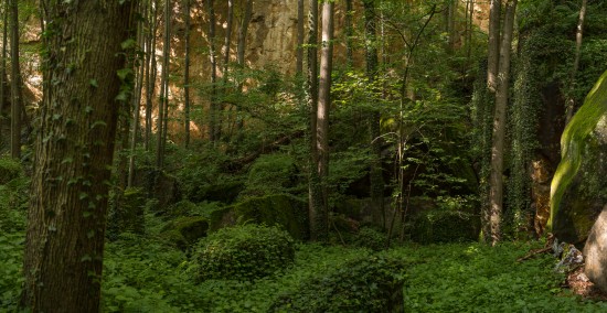 hinterm Garten im Steinbruch. Dieses Foto lies mich 5 Zecken einsammeln.