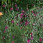 Farbkontrastdesaster - aber diese Blumen wirken auch auf das analoge Auge übersteuert