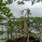 Baum im Teich