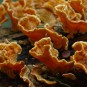 Pilze als farbretter