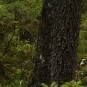 Detail 100 % aus dem Waldbild