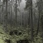 Wald in den Alpen