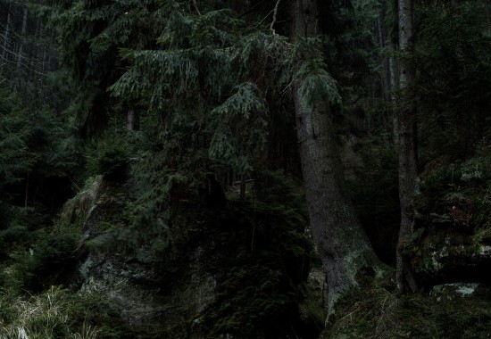 Dunkler sächsischer Wald (SIGMA)