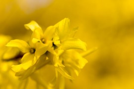 Forsythia