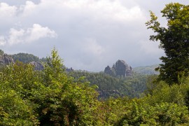 Regenwald in Sachsen