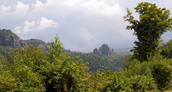 Regenwald in Sachsen