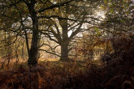 Savanne im Weserbergland