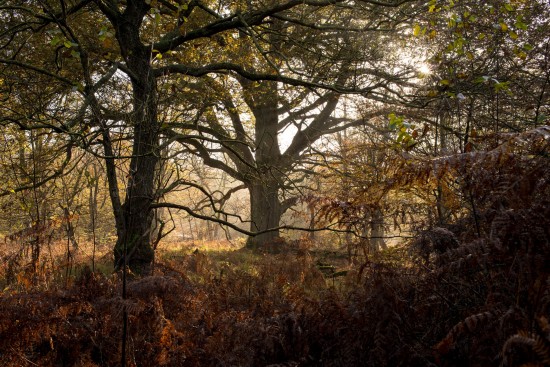 Savanne im Weserbergland