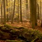 Abschiedslicht im Herbst